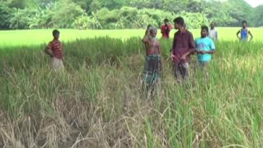 Leaf folder insects.jpg