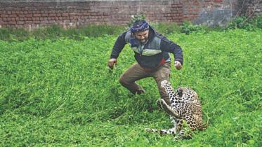 leopard.jpg