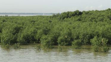 Little Sundarbans.jpg