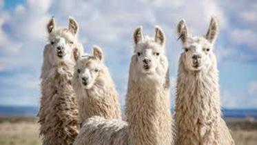llamas.jpg