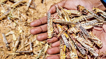 Locust-pak-india.jpg