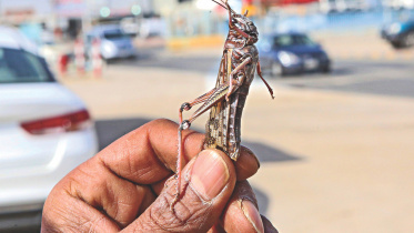 locust attack.jpg
