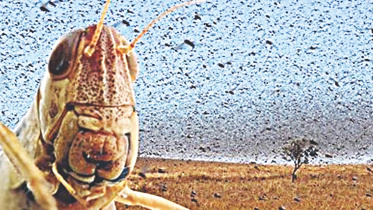 Locust invasion.jpg
