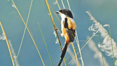 Long-tailed shrike.jpg