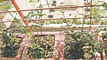 Loving and Living with Plants