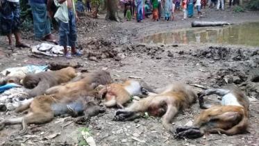 Madaripur monkeys.jpg