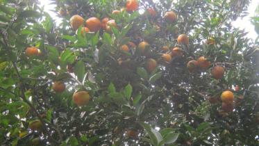 mandarin farming.jpg