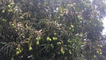 mango harvest.jpg