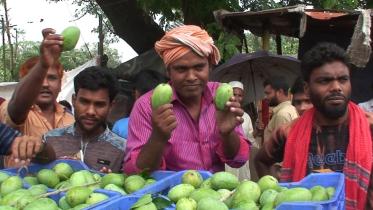 mangoes rajshahi.jpg