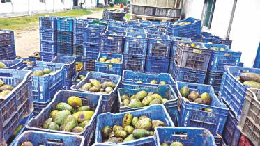 manufacturing Shezan.jpg