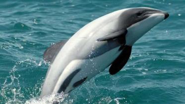 Maui-dolphin.jpg