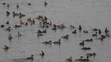 Migratory birds 1.jpg