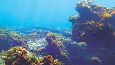 Saving the Coral Island