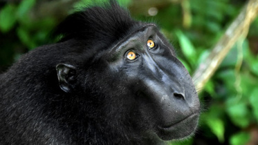 crested black macaque