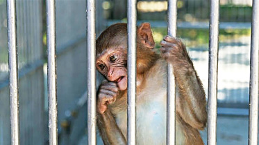 monkey.jpg