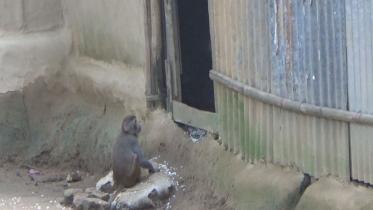 Monkey menace Juri 2.jpg