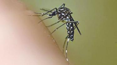 Aedes larvae