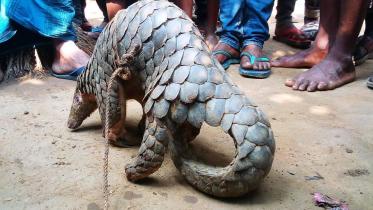 Moulvbazar-Locals-tied-critical-endangered-pangolin-photo-(7)WB.jpg