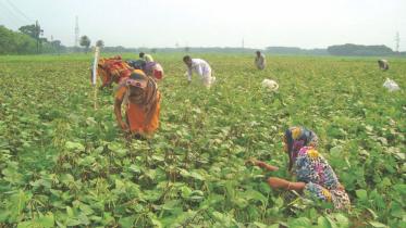 mung-bean-farming.jpg