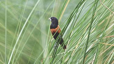 munia.jpg