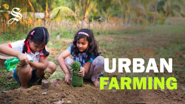 Nagarkrishi, Urban agriculture, Urban Farming in Dhaka, Urban agriculture in Dhaka, Nagarkrishi's Urban Agriculture, Urban agriculture ideads, Urban farming ideas,