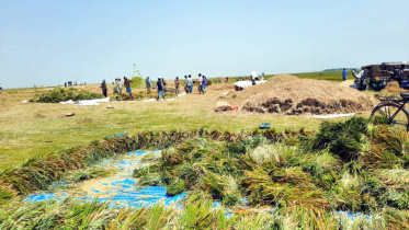 Netrakona haor farmers