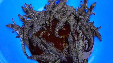 Newly born crocodiles.jpg