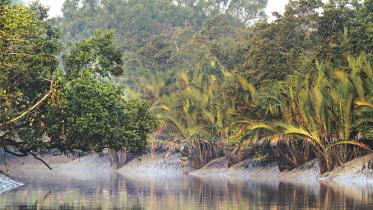 Not another Dodo please