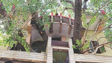 novel tree house.jpg