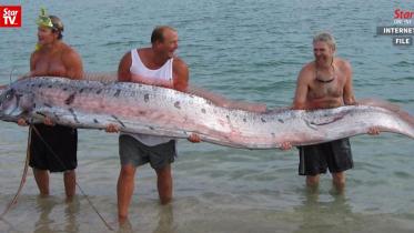Oarfish.JPG