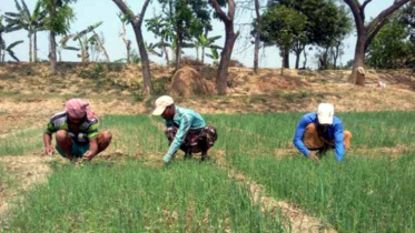Onion farming.jpg