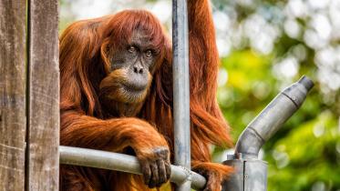 Orangutan-afp-wb.jpg