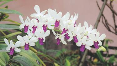 orchid.jpg