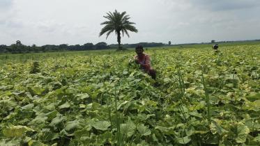 Organic cucumber.jpg