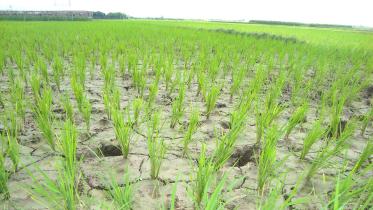 Paddy-3-web.jpg