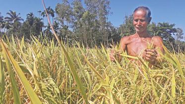 paddy seed farmer.jpg