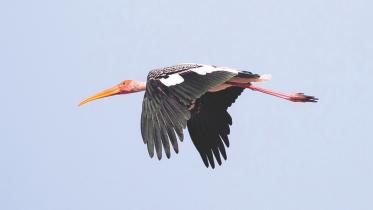 Painted Stork,.jpg