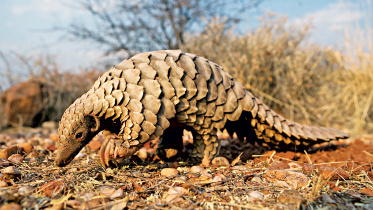 Pangolins.jpg