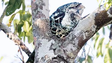 Papuan-Frogmouth.jpg