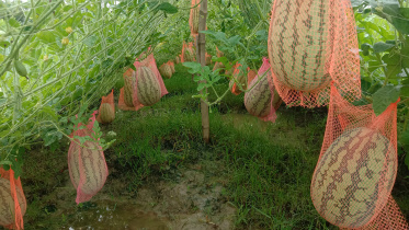 Patuakhali Pic-674 (20.09.20).jpg