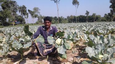 Pest attack cauliflower.jpg