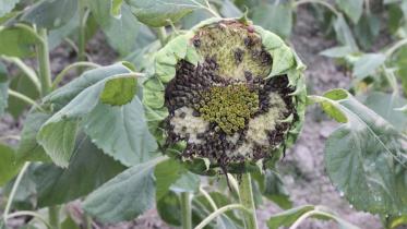 Pest attacks sunflowers.jpg