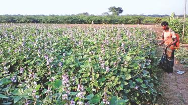 pesticides on veggs.jpg