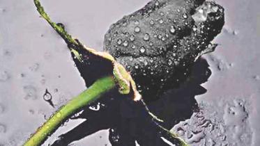 Petals of a black rose