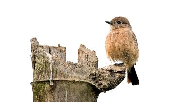 Pied Bushchat.jpg