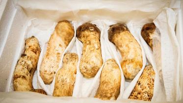 natural pine mushrooms