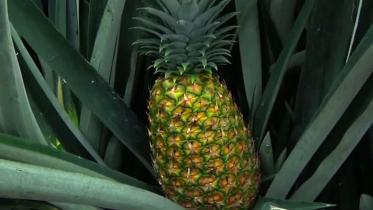 Pineapple.jpg
