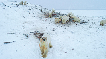 polar bears russia.jpg