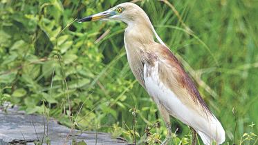 Pond heron.jpg