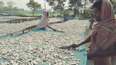 Poor fish supply.jpg